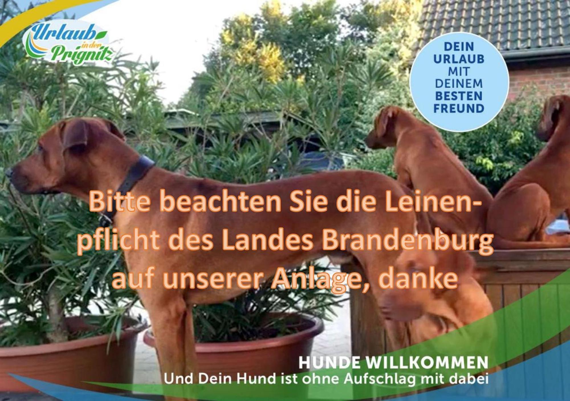 Jagd-Angler-Suite-04-Im-Wald-Am-See Kyritz Bagian luar foto